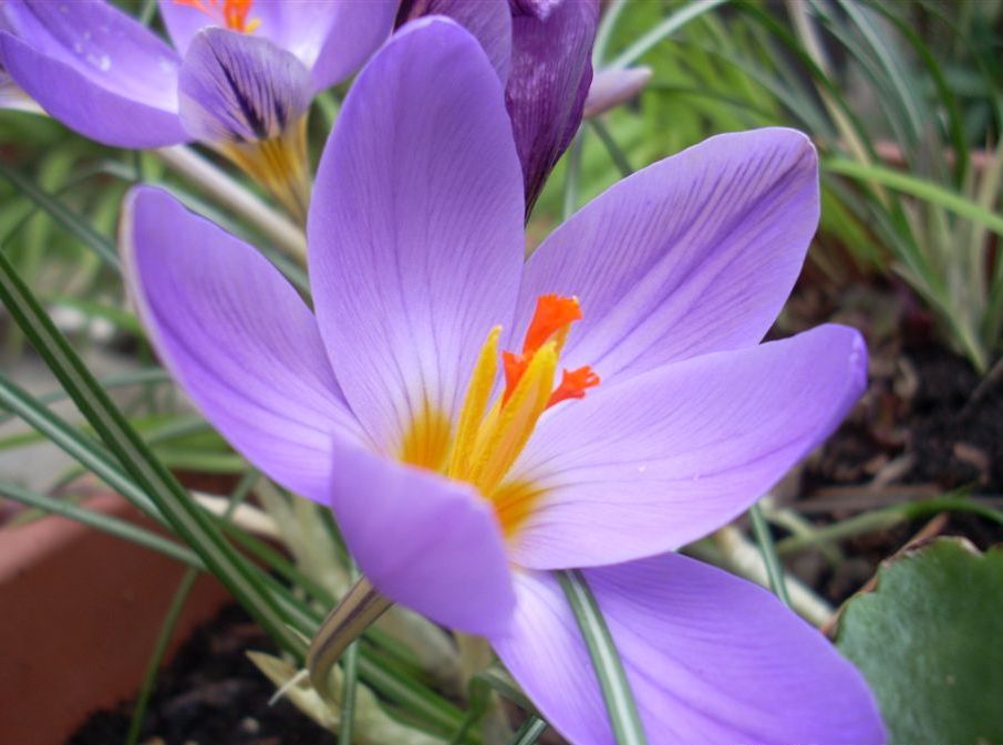 Crocus biflorus Miller